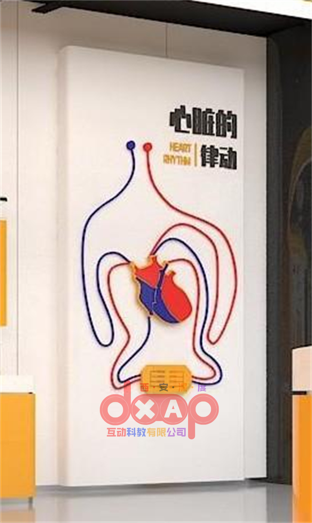 心脏的律动